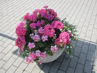016.webp