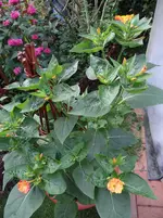 Wunderblume1.webp