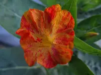 Wunderblume2.webp