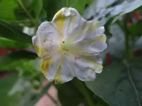 Wunderblume3.webp
