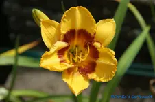 Albert 233+.webp