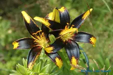 L. schwarz mit gelben Spitzen.webp