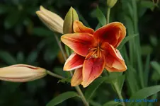 L. Scheherazade.webp