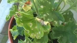 IMG-20130718-WA0000.webp