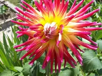 Dahlie.webp