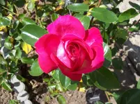 Rose 1.webp