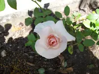Rose.webp