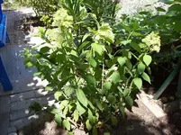 Hortensie 1.webp