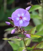 Phlox lila 130720.webp