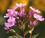 Phlox rosa.jpg