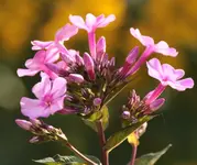 Phlox rosa.webp