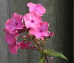 Phlox pink_2 .jpg