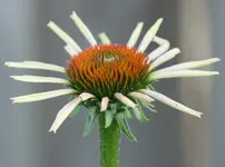 Echinacea 130719.webp
