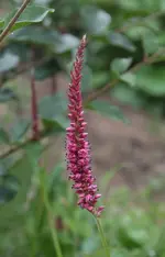 Kerzen Knoeterich.webp
