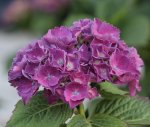 Hortensie Vorgarten Bluete_2.jpg