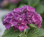 Hortensie Vorgarten Bluete_2.webp
