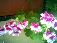 Ableger.webp