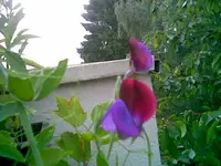 Wicke Juli.webp