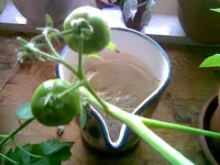 Tomatenzweig.webp