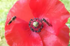 2013_0720Sommer0057.webp