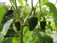 k-Ancho Mulato.webp