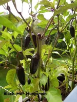 k-Black Hot Hungarian.webp
