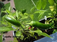 k-Tequilla Sunrice.webp