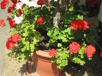 003.webp