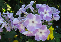phloy paniculata.webp
