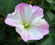 ackerwinde.webp