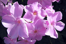 phloxblüten V.webp