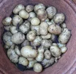 Kartoffeln im eimer Ernte.webp