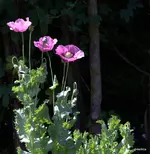 IMG_4320.webp