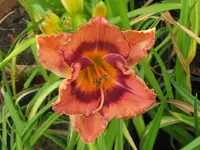 anja 1_1024x768.webp
