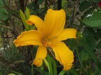 jersy spider_1024x768.webp