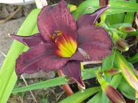 rosa_1024x768.webp