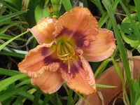 topaz gem_1024x768.webp
