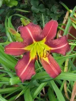 tr horst_576x768.webp