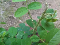 P_20130717_132411.webp