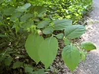 Blume1.webp