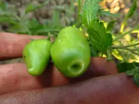 green_sausage.webp