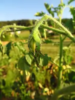 disease4.webp
