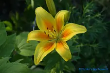 L. asiatic-gelborange.webp