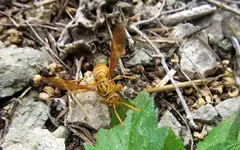 IMG_2365-v (1).webp