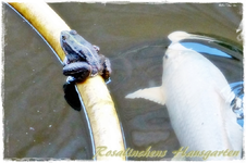 Frosch (2).webp