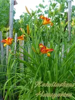 Taglilien (1).webp