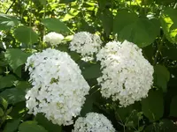 101_1429.webp