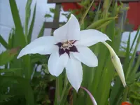 101_1452.webp
