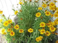 001.webp