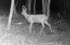 Bock.webp